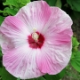 rose_mallow08.jpg