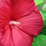 rose_mallow11.jpg