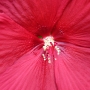 rose_mallow12.jpg