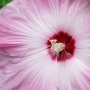 rose_mallow13.jpg