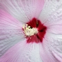 rose_mallow14.jpg