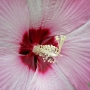 rose_mallow16.jpg