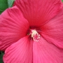 rose_mallow18.jpg