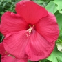 rose_mallow19.jpg