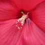 rose_mallow21.jpg