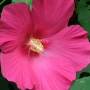 rose_mallow23.jpg