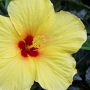 hibiscus002.jpg