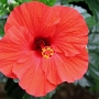 hibiscus003.jpg