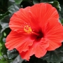 hibiscus004.jpg