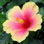hibiscus007.jpg