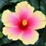 hibiscus008.jpg