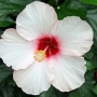 hibiscus009.jpg
