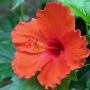 hibiscus010.jpg