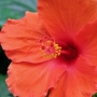 hibiscus012.jpg