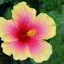 hibiscus013.jpg