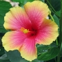 hibiscus014.jpg