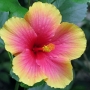 hibiscus015.jpg