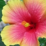 hibiscus016.jpg