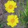 yellow_cosmos03 サンライズ.jpg