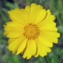 yellow_cosmos05 サンライズ.jpg