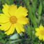 yellow_cosmos06 サンライズ.jpg