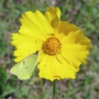 yellow_cosmos07 サンライズ.jpg