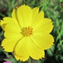 yellow_cosmos13サンライズ.jpg