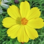 yellow_cosmos22サンライズ.jpg