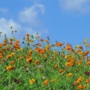 yellow_cosmos15キバナコスモス.jpg