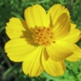 yellow_cosmos21サンライズ.jpg