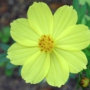 yellow_cosmos23カーペット.jpg