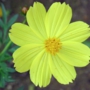 yellow_cosmos24カーペット.jpg