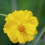 yellow_cosmos26サンライズ.jpg