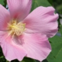 cotton_rosemallowフヨウ004.jpg