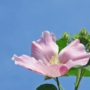 cotton_rosemallowフヨウ009.jpg