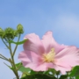 cotton_rosemallowフヨウ015.jpg