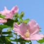 cotton_rosemallowフヨウ016.jpg