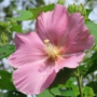 cotton_rosemallowフヨウ024.jpg