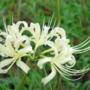 white_spider_lilyシロバナマンジュシャゲ011.jpg