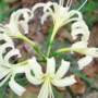 white_spider_lilyシロバナマンジュシャゲ014.jpg