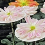florists_daisy太宰府天満宮菊花展018.jpg