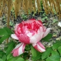 Peony01004.jpg