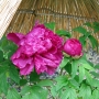 Peony01005.jpg