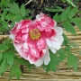 Peony01009.jpg