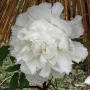 Peony01010.jpg