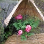 Peony01011.jpg