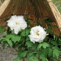 Peony01013.jpg