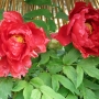 Peony01014.jpg