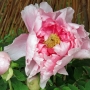 Peony01015.jpg