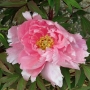 Peony01024.jpg